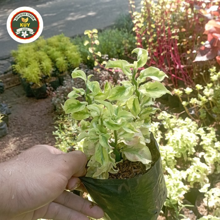 Hoya Curly Tanaman Hias Patah Tulang Curly Tanaman Gantung Tanaman Curly