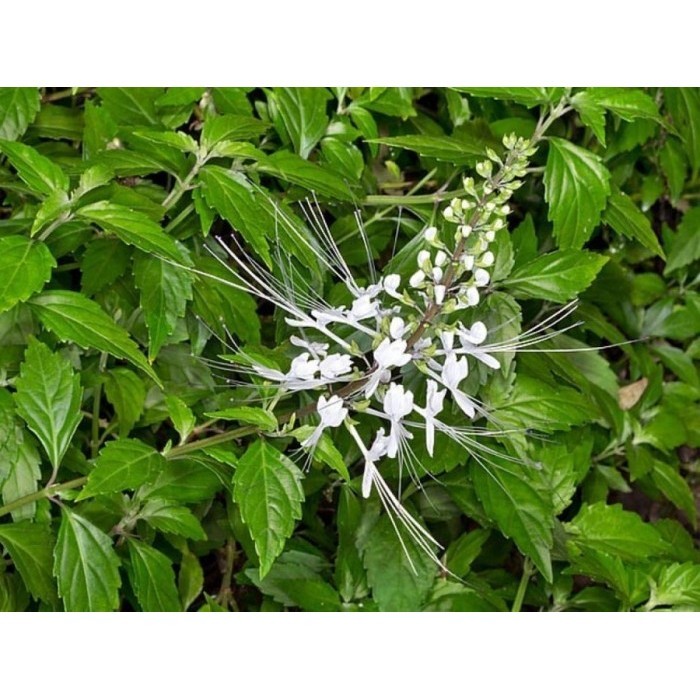 

Daun Kumis Kucing - Obat Kencing Batu