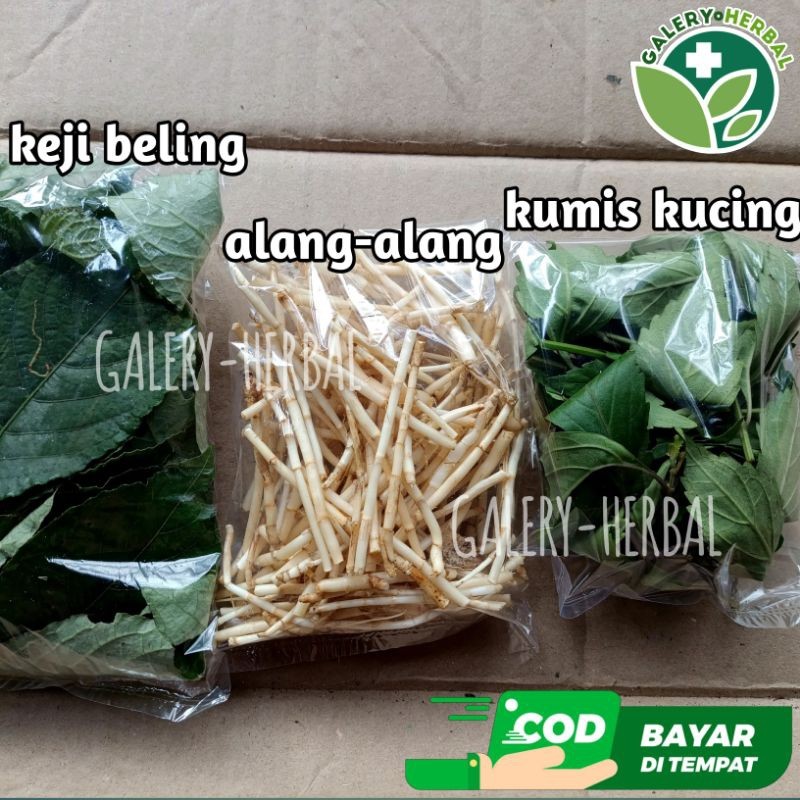

Lengkap ! Akar Alang-alang, Kumis Kucing dan Keji Beling Segar 300gram
