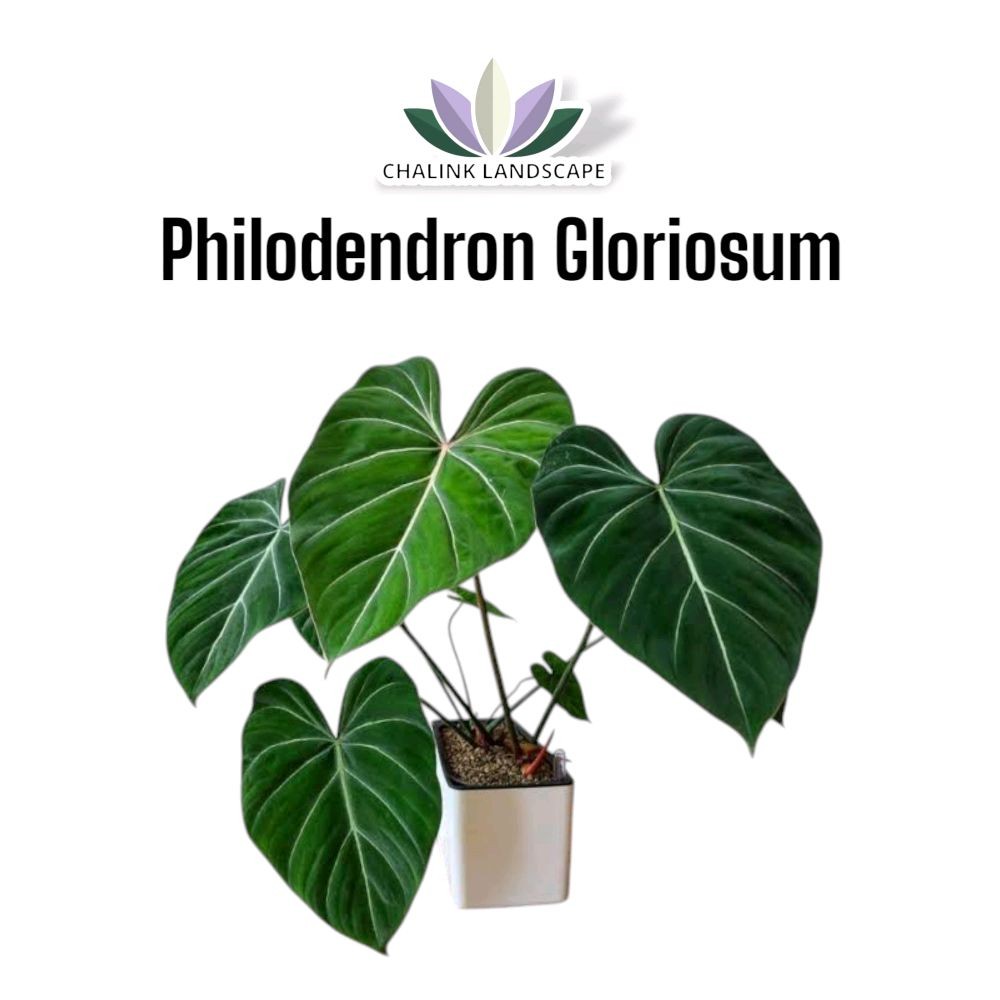 Tanaman Koleksi Philodendron Gloriosum - Tanaman Hias Daun - Philodendron - Philo - Gloriosum