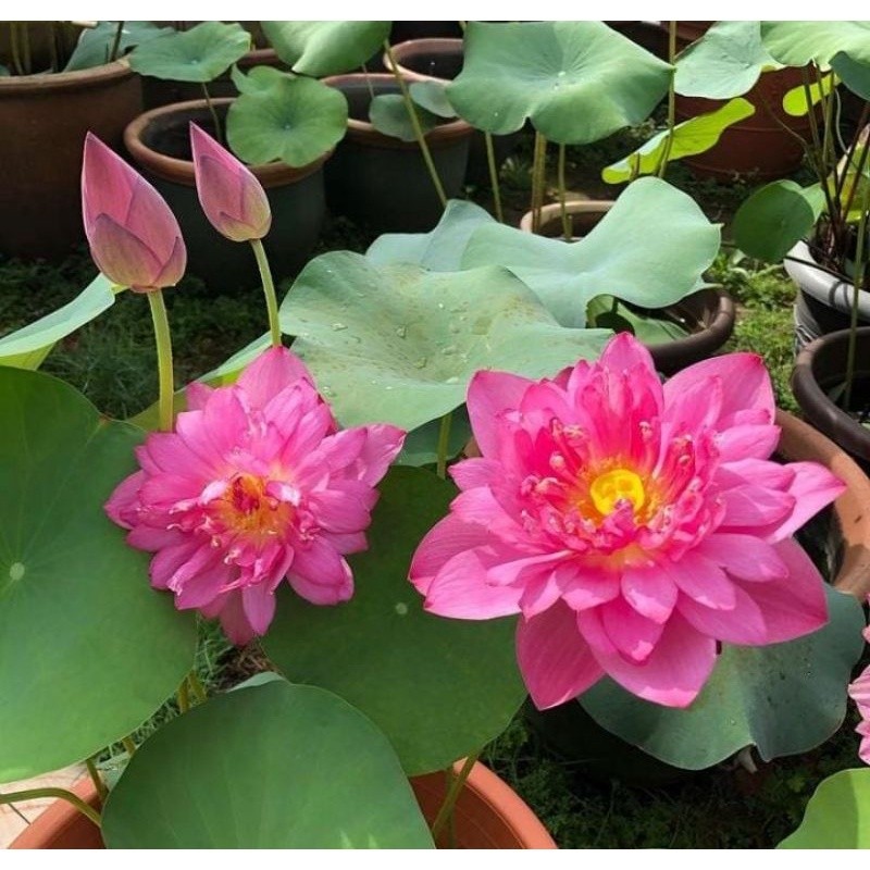 Nelumbo nucifera - BENIH BUNGA LOTUS ISI 20 BIJI