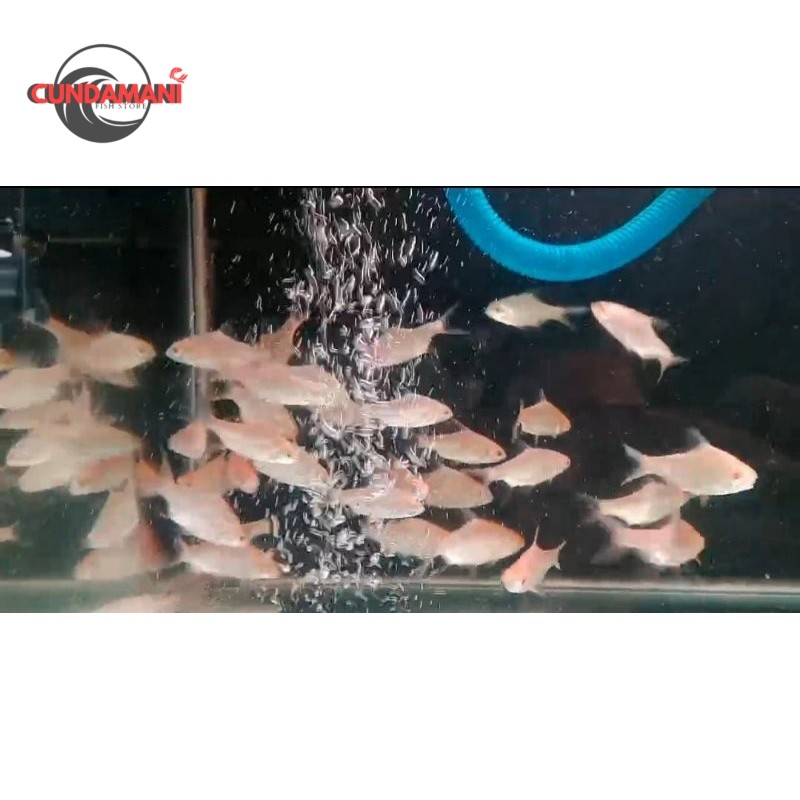 Kaviat albino mata merah sz 6-7 cm