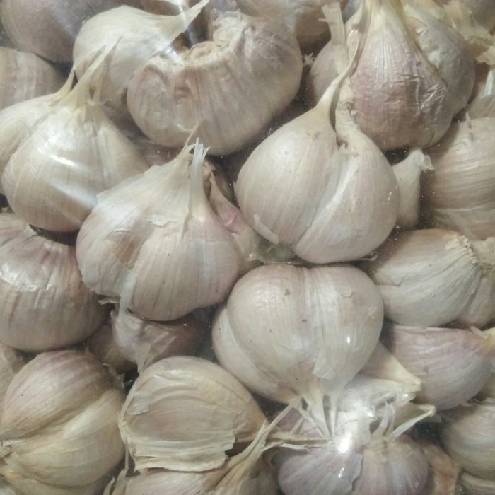 

bawang putih kating