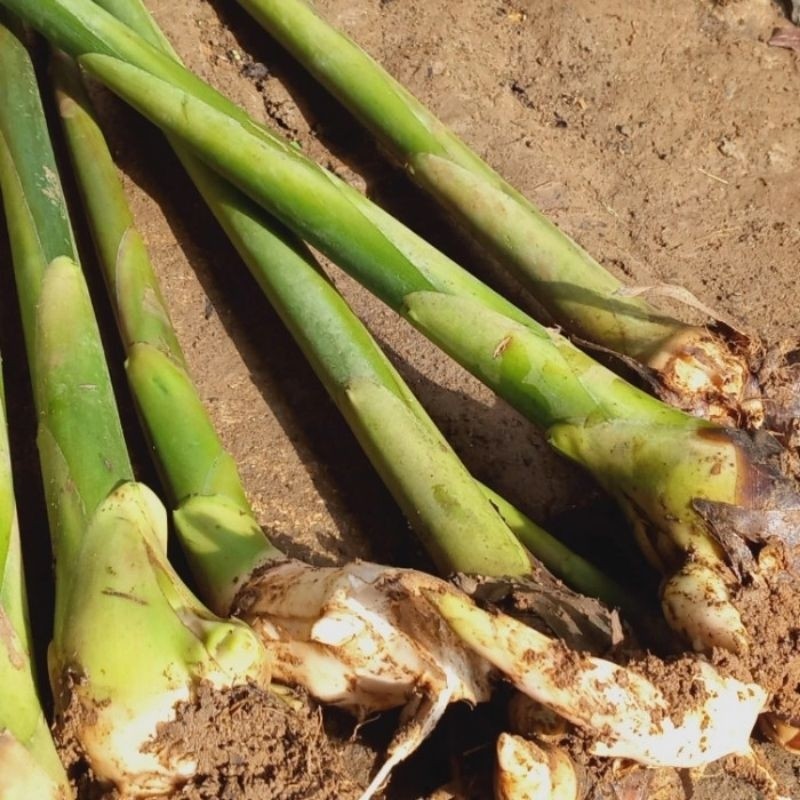 BIBIT HONJE | KECOMBRANG | SAYUR SIAP TANAM BIBIT UNGGUL _