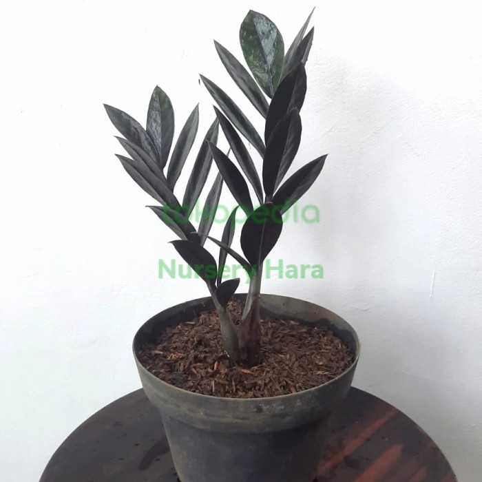 zamia black raven