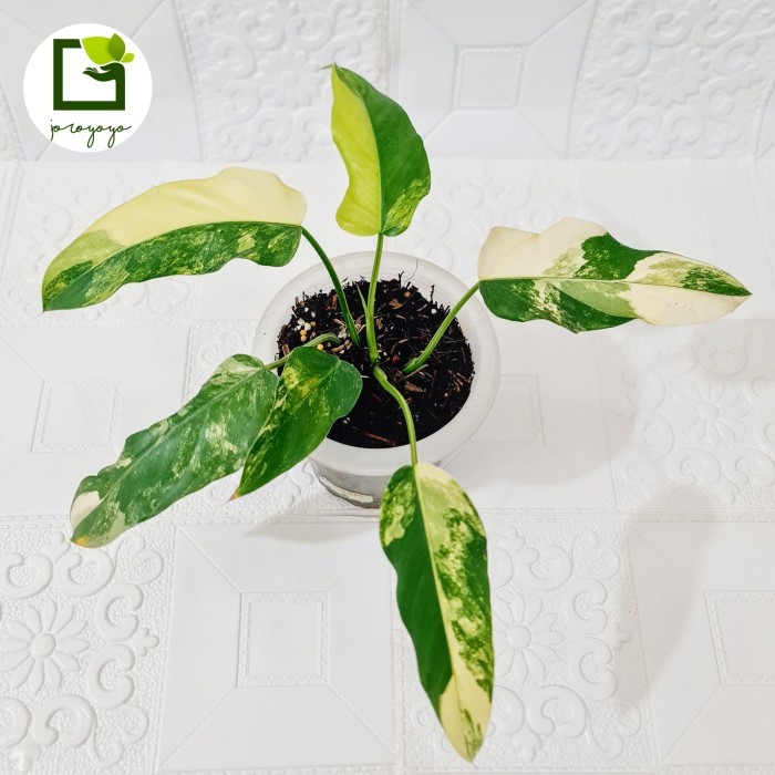 Philodendron Domesticum Variegata