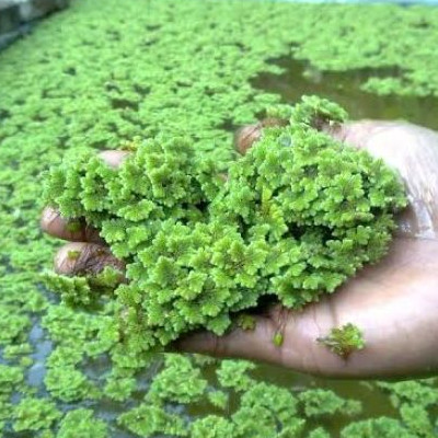 Azolla Microphylla Tanaman Azolla Pakan Ikan Kelinci dan Ternak 500 gr