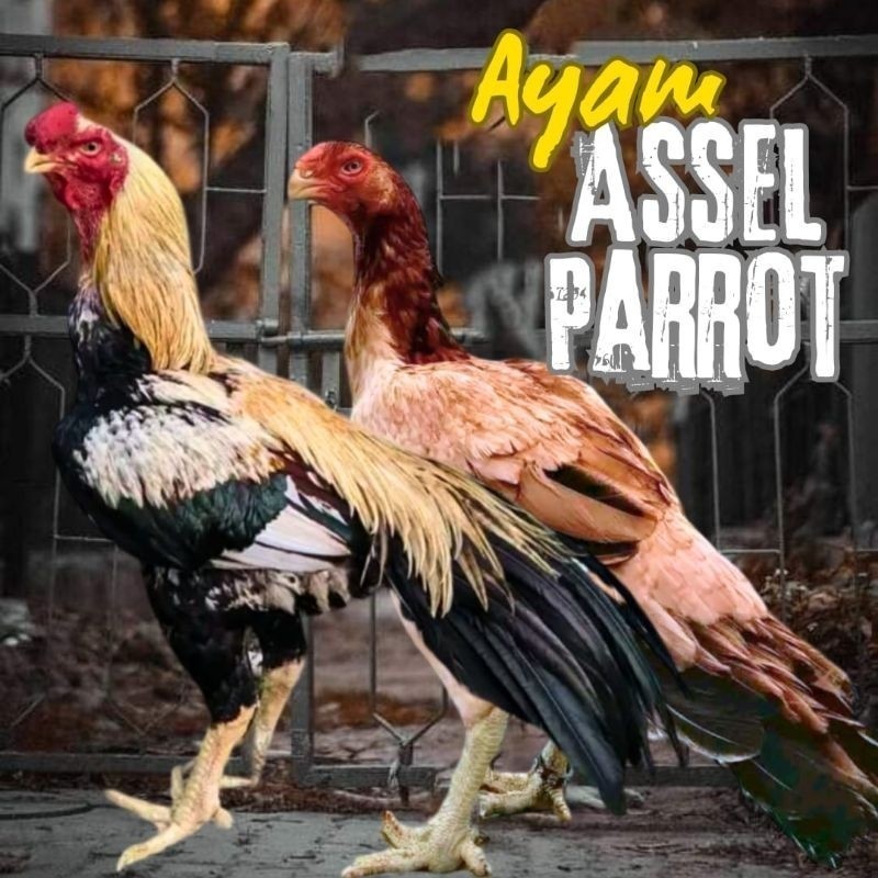 

Fertil telur ayam assel Parrot ori bisa untuk di tetaskan