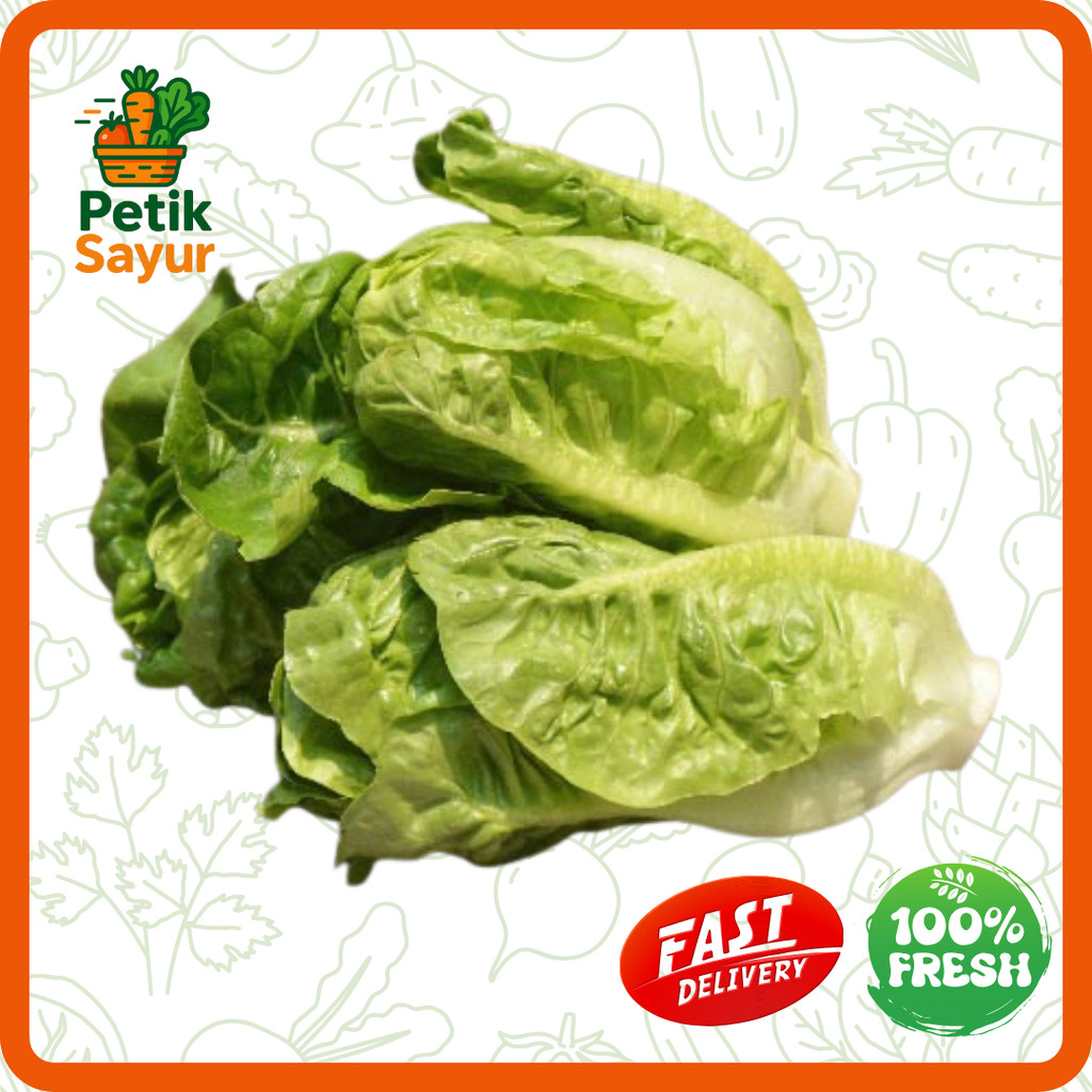 

Selada Romaine Kecil Konvensional 250 gram PetikSayur