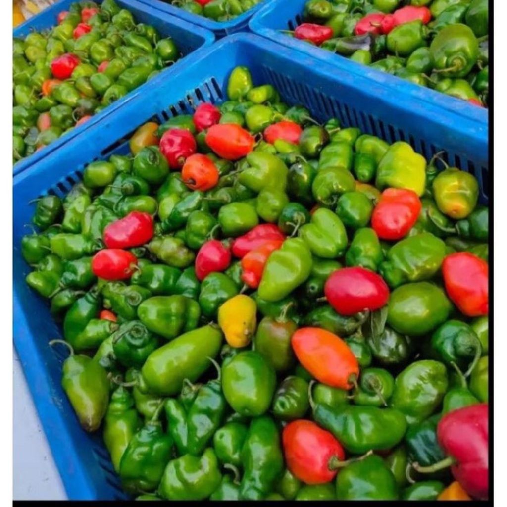 

PROMO Cabai Gendot Segar 1kg / Cabai Gendot Asli Bandung