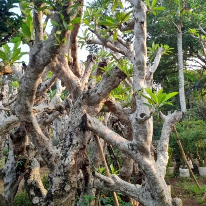 pohon Kamboja posil batang besar