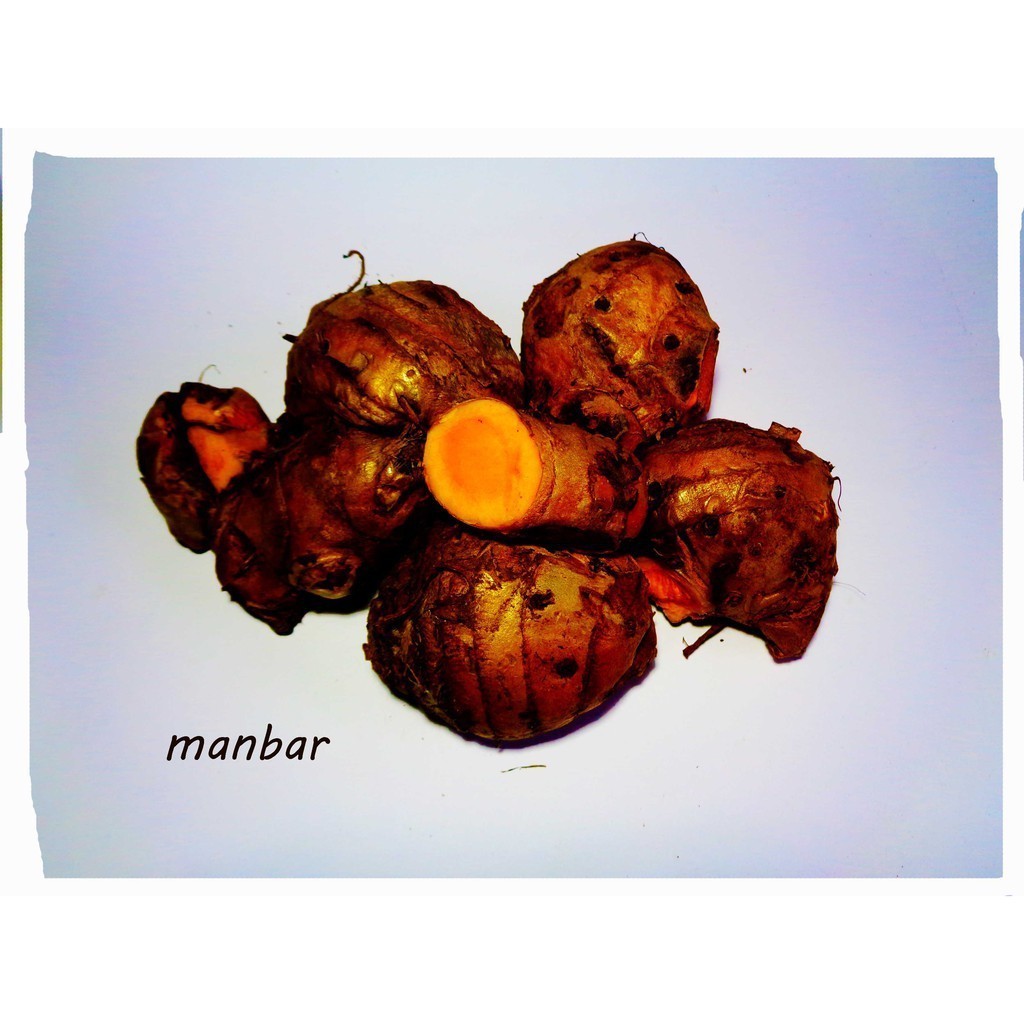 

PROMO (OHI) Temu lawak segar 500 grm koneng gede koneng badag CURCUMA ZANTHORRHIZA