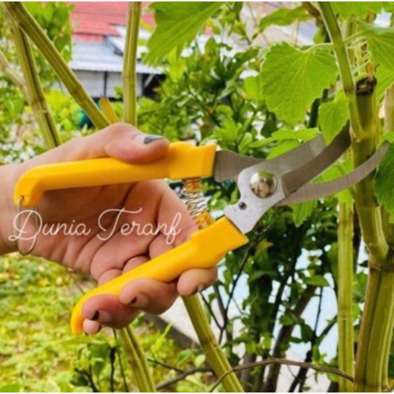 Gunting dahan stainless Hasston prohex lancip gunting ranting batang pohon