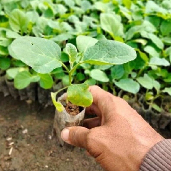 Bibit Terong Ungu Siap Tanam