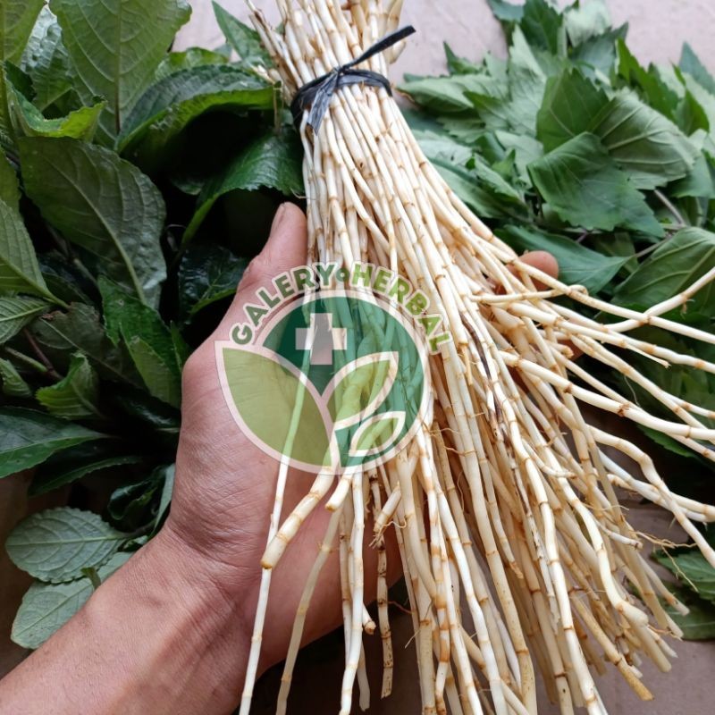 

COD ! Akar Alang-alang, Kumis Kucing dan Keji Beling Fresh 500gr