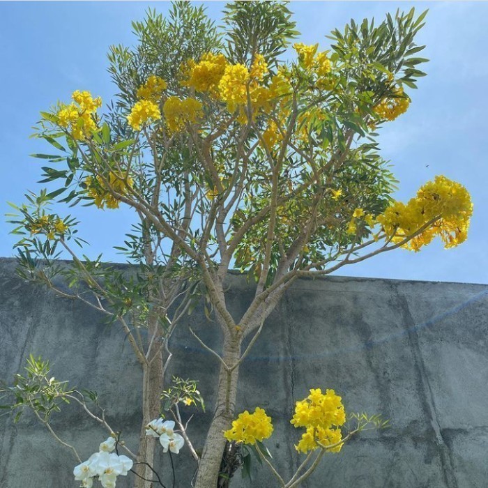 TABEBUYA BUNGA KUNING 4-5 meter BATANG BESAR