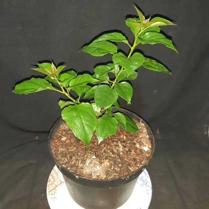 tanaman hias Bougenville bunga citra lestari