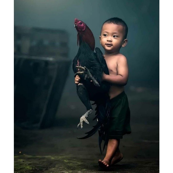 

Fertil 5 BIJI TELUR RAJA SAIGON PROMOO KERAS.MURAHH