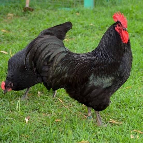 

Fertil Telur ayam black australorp / telur ayam hias / telur fertil siapkirim