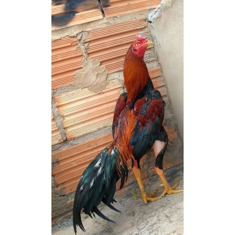 

Fertil BANGKOK F1 TELUR FERTIL PROMO BESAR