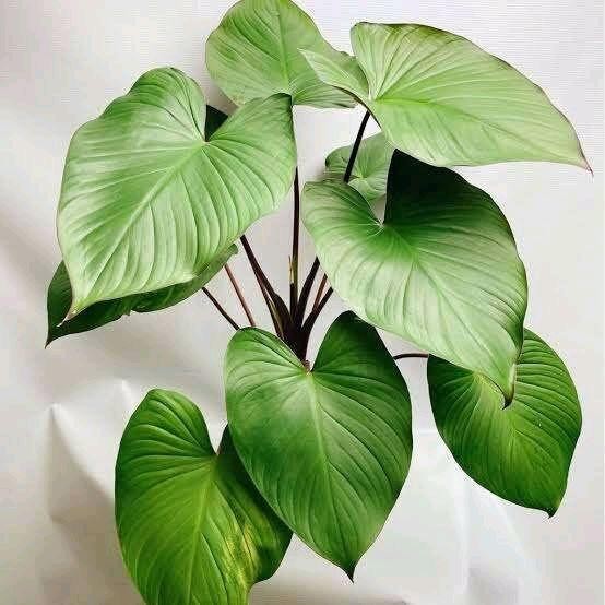 Tanaman hias homalomena rubescens - tanaman homalomena - pohon homalomena