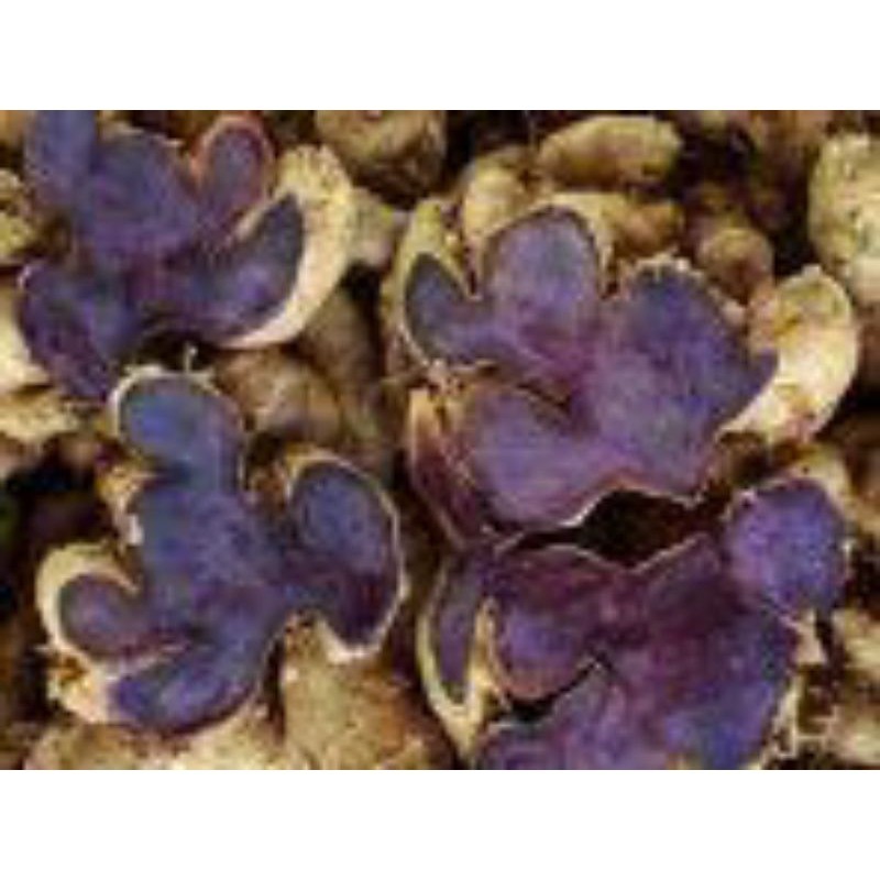 

kunyit hitam asli dan masih segar di ambil jika ada orderan masuk 500gr ADN