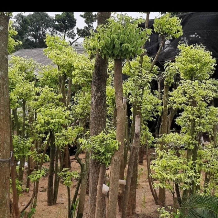 pohon bonsai anting putri hias
