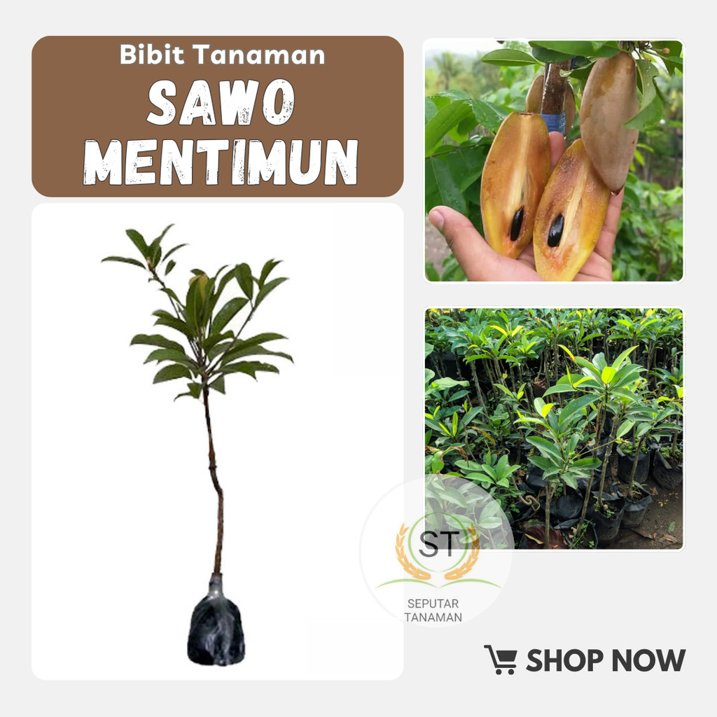 Bibit Tanaman Buah Sawo Mentimun sawo mentimun okulasi