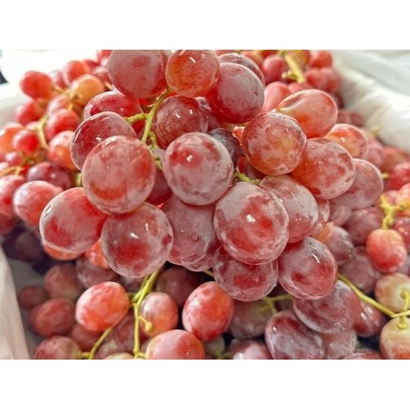 

ANGGUR RED GLOBE AUSSIE 500GR