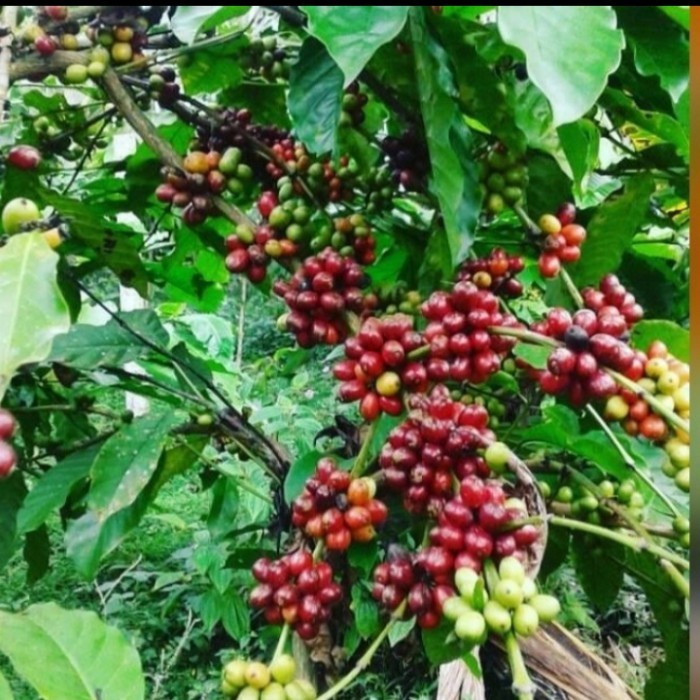 bibit tanaman kopi,tanaman unggul kopi arabika,bibit kopi Arabika asli