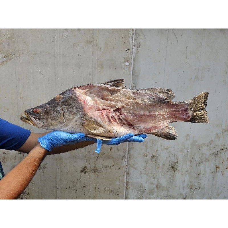 

Kepala Kakap besar utuh/ Kepala Salmon ukuran besar