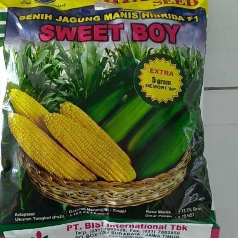 RIPACK-TERLARIS 1000+ BIJI BENIH JAGUNG MANIS SWEET BOY PREMIUM KUALITAS UNGGUL