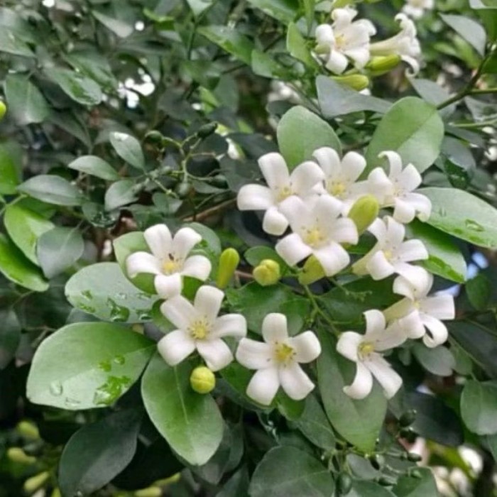 Tanaman Hias Kemuning Wangi - Bunga Hias Kemuning Harum - Tanaman Hias Hidup