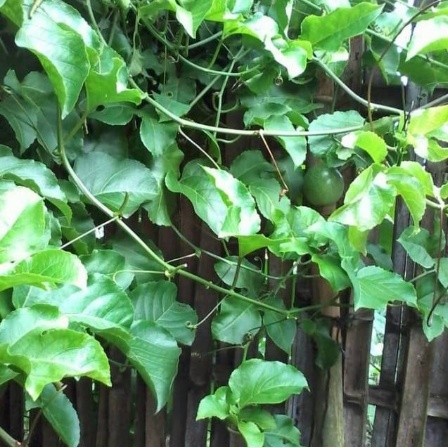 

DAUN MARKISA SEGAR 50LEMBAR KWALITAS TERBAIK DI PETIK LANGSUNG SAAT ORDERAN MASUK OBAT HERBAL OBAT TRADISIONAL OBAT ALAMI