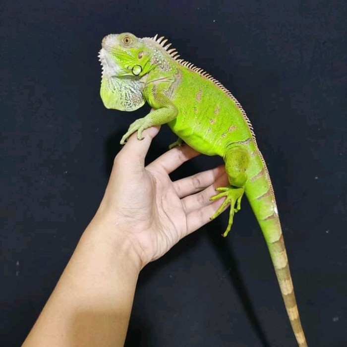 SALE -Iguana Green Colombia Juve