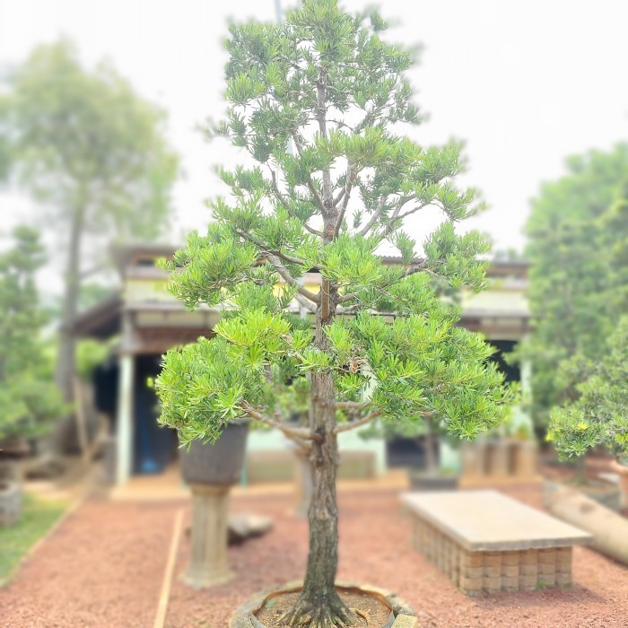 Pohon lohansung taman besar