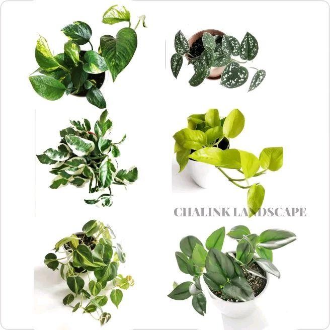 Paket Hemat 6 Jenis Tanaman Gantung Srigading - Tanaman Merambat - Tanaman Menjuntai Tanaman Gantung