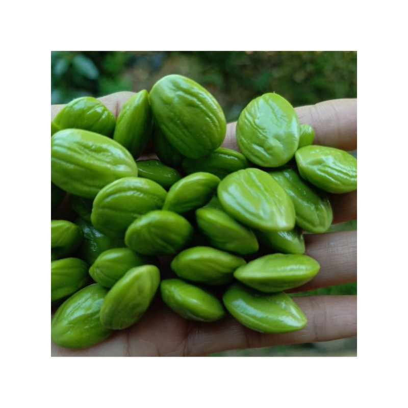 

TEBUS MURAH Petai 100gram kwalitas sedang