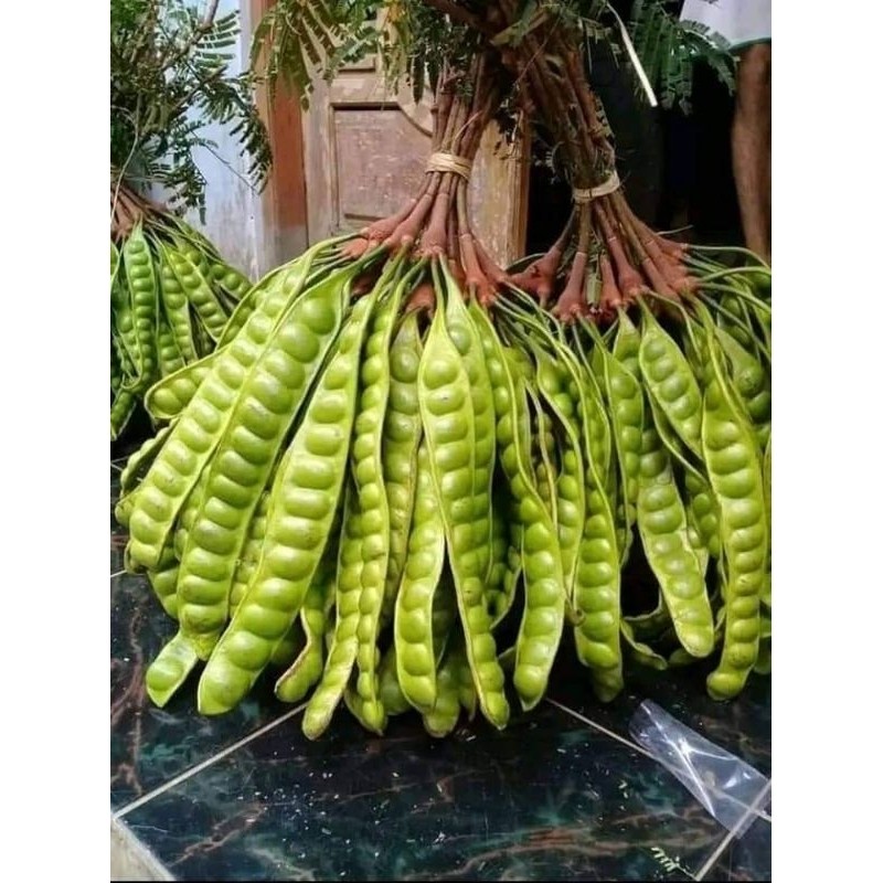 

TEBUS MURAH pete super sortiran isi 1kg/ tua manis