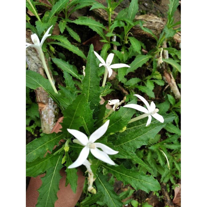 

Promo daun kitolod segar 100gram murah obat mata (B_S)