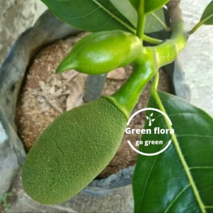 pohon nangka mini sudah berbuah-bibit pohon nangka mini-nangka kuning