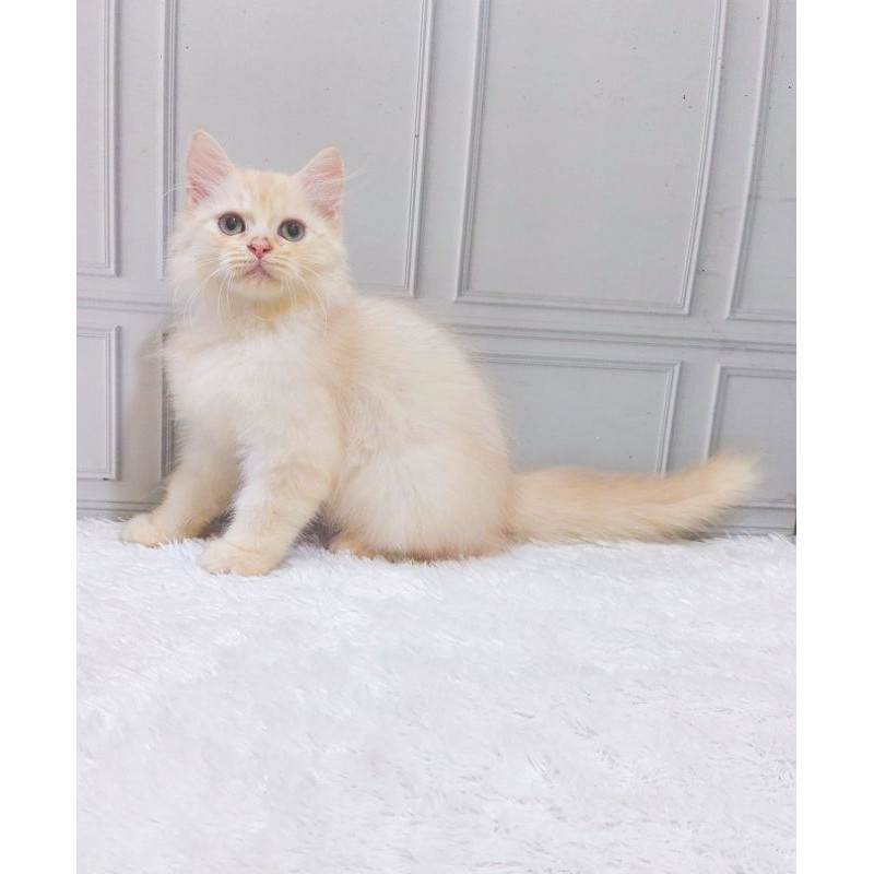 kucing persia kitten oren