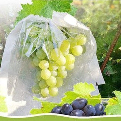 Pembungkus Anggur Buah Tembus Pandang Fruit Cover Transparan Anti Air Brongsong Buah Buahan PS 789