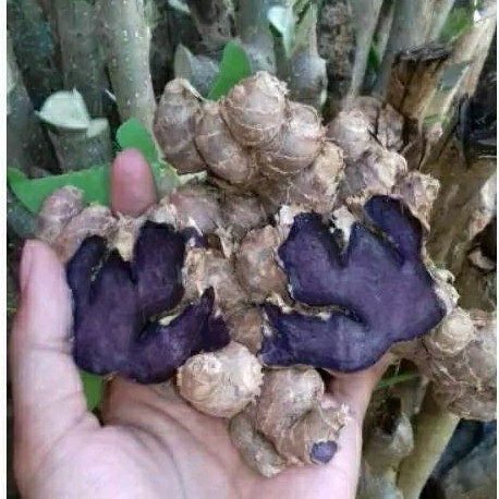 Kunyit Hitam Asli 500 Gram Bergaransi Kunyit Hitam Asli NY