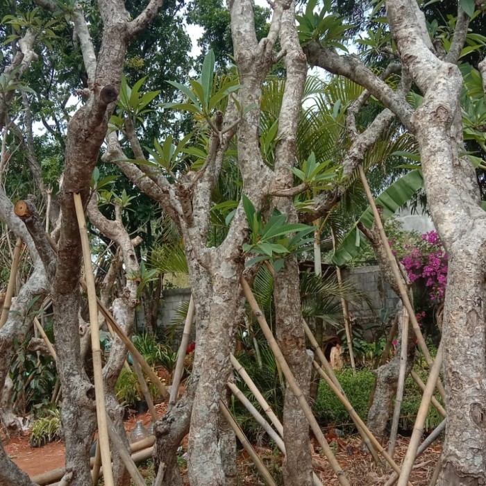 kamboja fosil pohon kamboja fosil murah