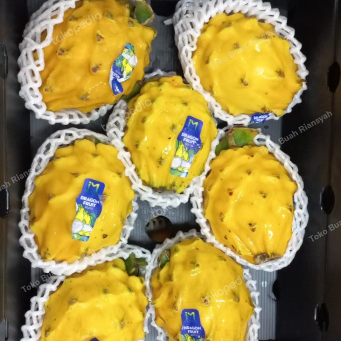 

Buah naga kuning Ekuador fresh /Dus
