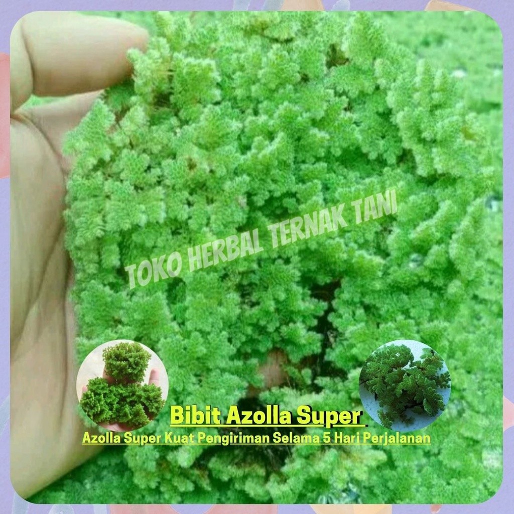 Bibit Azolla Azola Microphyla Pinnata Pakan Ikan 100 gram