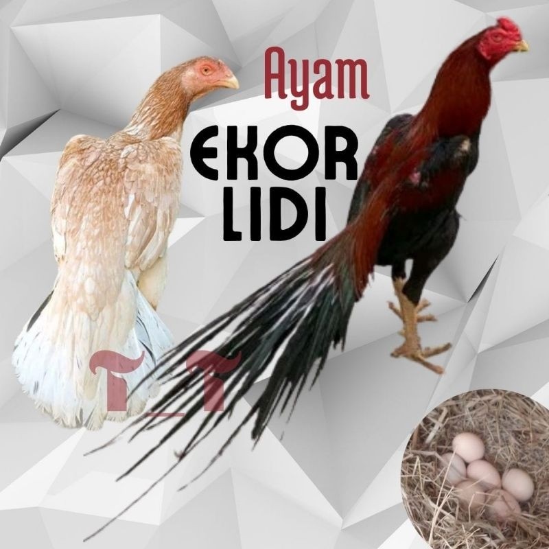 

telur ayam ekor lidi asli original bisa untuk di tetaskan
