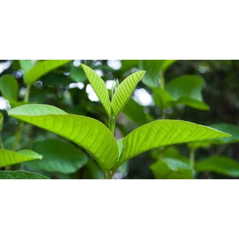 

TERBARU Daun Jambu biji segar fresh jambu batu 100 gram .