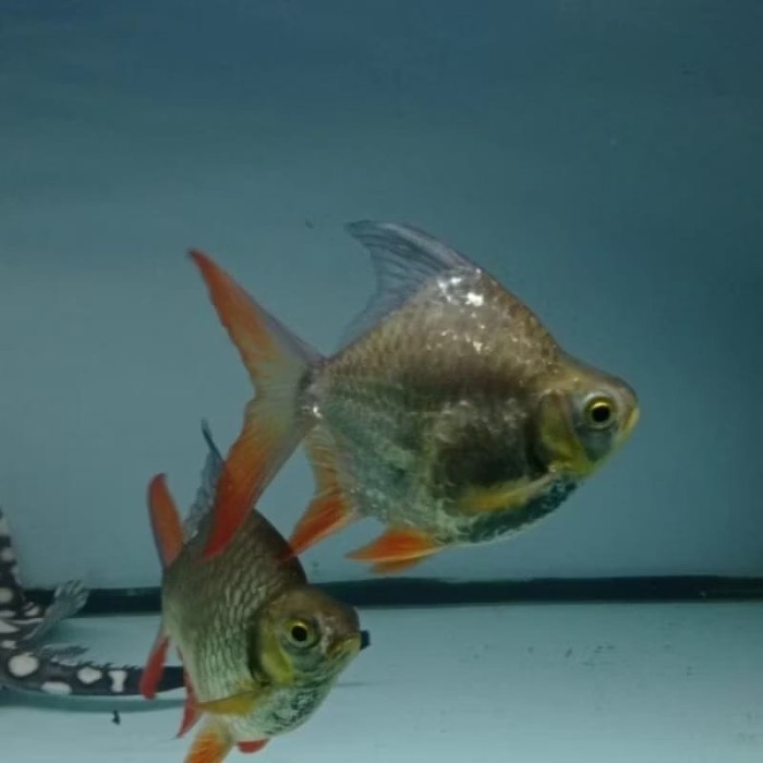 IKAN KAVIAT SB SHORTBODY TANKMATE ALBINO/ GREEN